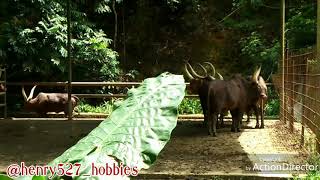 preview picture of video 'Malaysia Sabah Lok Kawi Wildlife Park[马来西亚][沙巴][洛高宜野生动物园]'