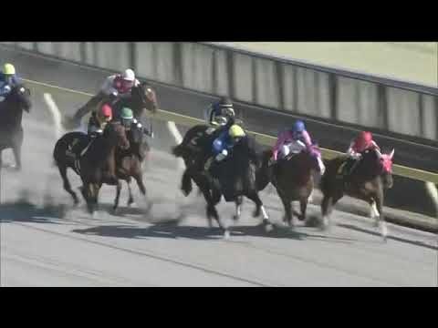 2020.02.23 Hyacinth Stakes  (JPN) - Cafe Pharoah