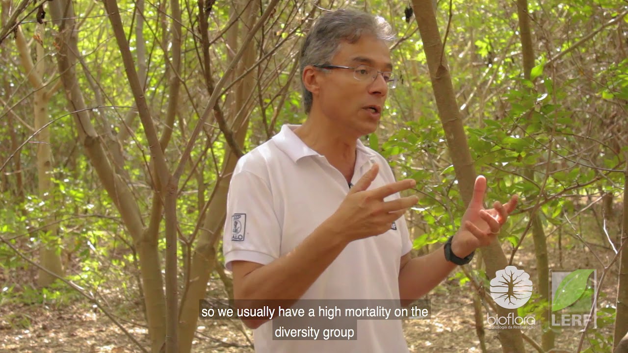 Metodologia para Restauração Florestal em situações SEM potencial de Regeneração Natural