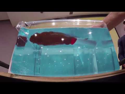 Ocean Upwelling and Downwelling Demonstration