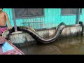 12 ANACONDAS GIGANTES CAPTADAS EN BRASIL (parte 2)