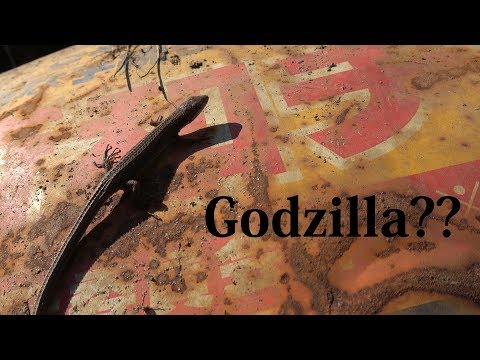 YouTube reptile video