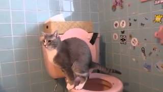 preview picture of video '2014's Trained Cat to Poop in Toilet & wash self. Subscribe ME.'