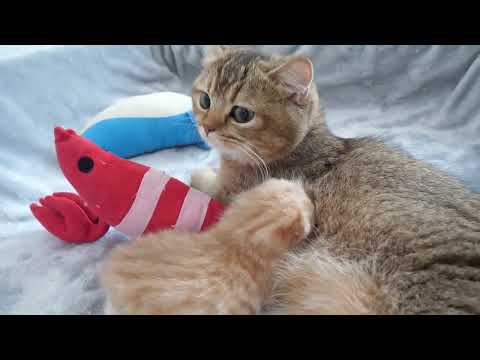 Mother cat Charo seems to be a little tired...