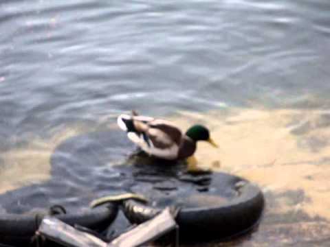 Anatra si fa il bagno nel lago di Como