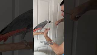 Starting to Train Red Factor African Grey Maximus