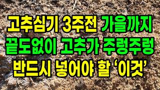 고추 심기 3주 전 가을까지 끝도없이 고추가 주렁주렁 밭에 반드시 넣어야 할 이것