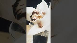 Download lagu Tanda kebesaran Allah di muka bumi .#shorts #kebesaranallah #motivasi #islam mp3 Download lagu Tanda kebesaran Allah di muka bumi .#shorts #kebesaranallah #motivasi #islam mp3