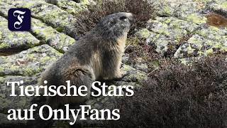 Forscher sucht Unterstützung für Murmeltierprojekt