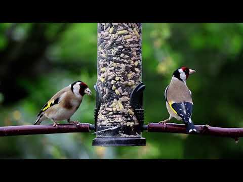 Melodic Charm: Goldfinches and Their Enchanting Songs | Nature's Orchestra