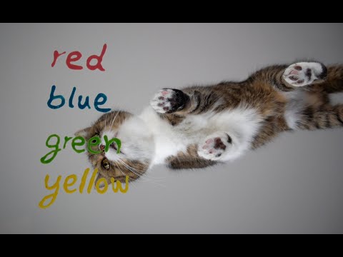 Do Cats have a favorite Color? Funny Cat food ASMR Mukbang