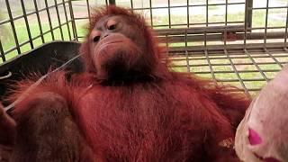 Endonezya: Borneo orman yangınlarından kurtarılan yavru orangutan, yaşam alanı yok oluyor