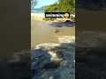it turns out that the Komodo dragon is very strong swimming#komodo #animals #shorts #swimming #sea