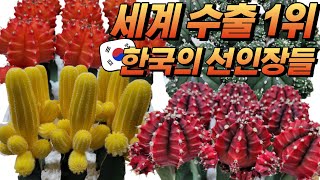 세계시장 70% 접수해버린 국산 선인장 최초공개!