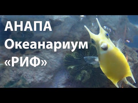 Анапа океанариум Риф