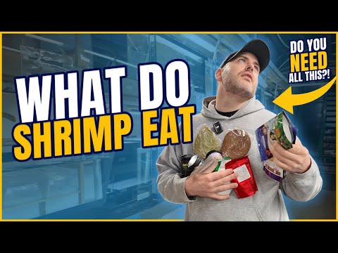 What Do Shrimp Eat | 5 Foods Types that are Essential for Shrimp Keeping [Shrimp Saturday]
