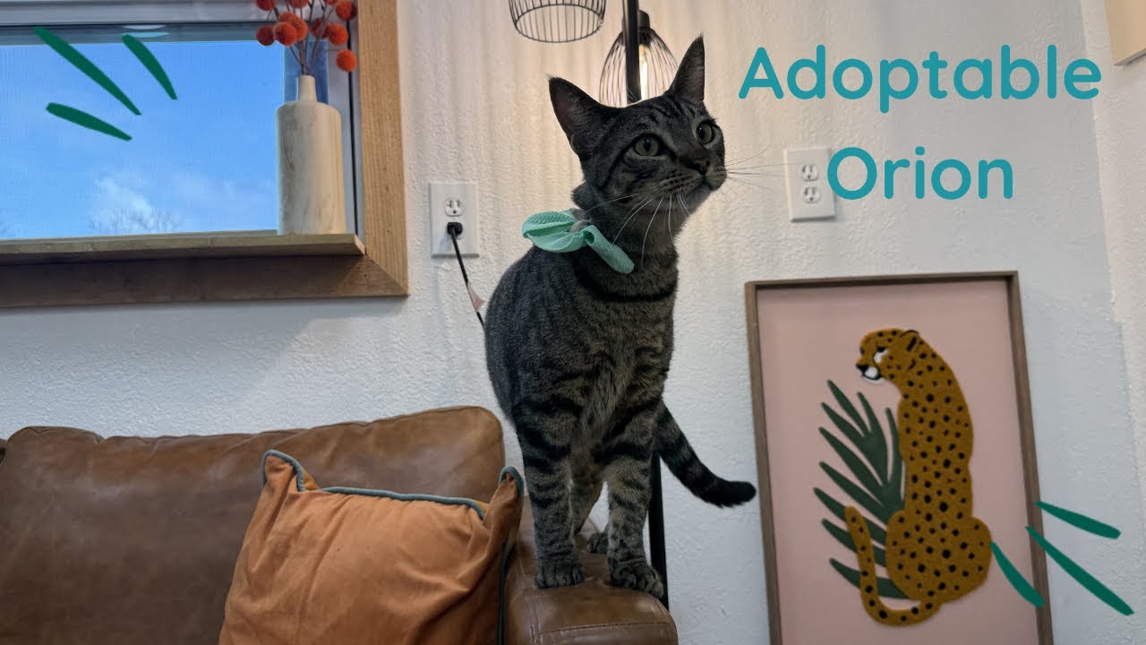 Enlarge Orion Constellation, a Adoptable mixed breed in Glastonbury, CT video 6/6