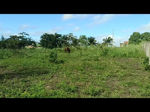 Vende se esse terreno no Engenho Lajedo zona rural Palmares PE 25.000 (081)996309085