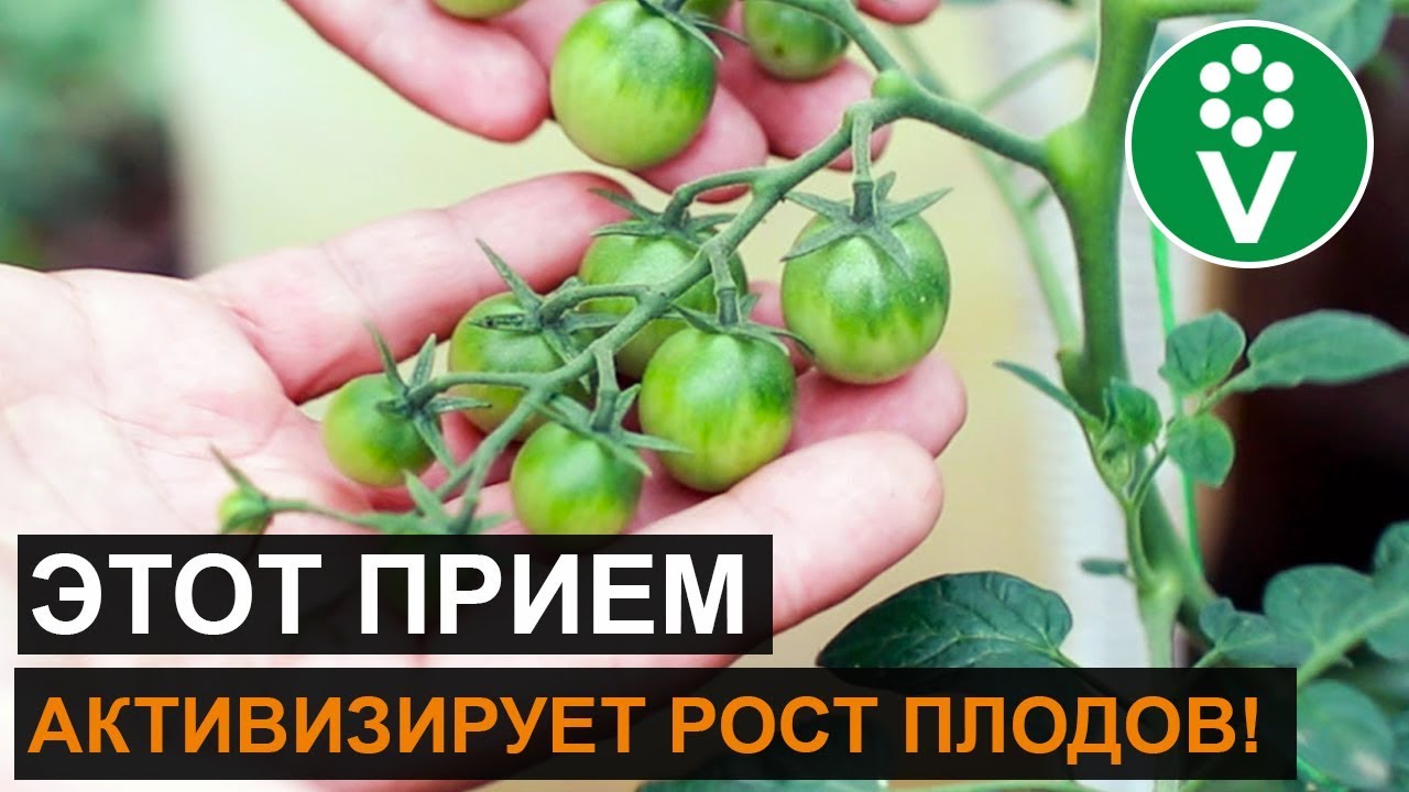 Что делать, если завязи томатов не растут?