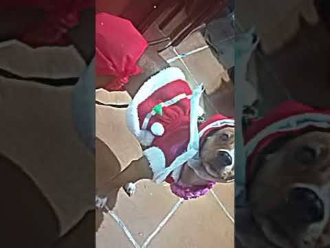 Toda princesa da pra DZ7 #Edit#roberto santa catarina #memes