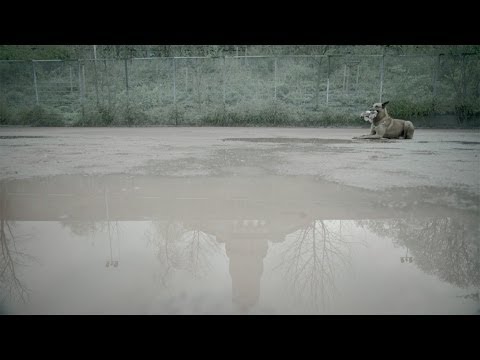 Il Borussia Dortmund contro il nazismo