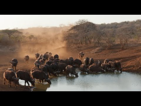 Savana Africana búfalos lutando pela sobrevivência contra os leões - A migração dos búfalos.