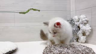 ラグドールの動画01