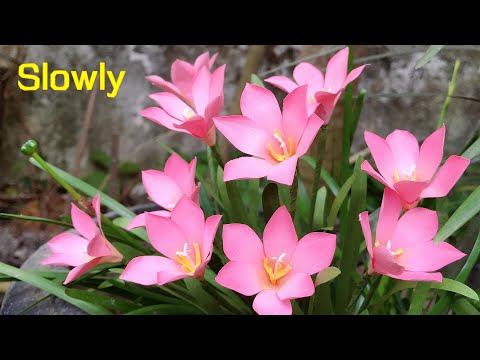 ABC TV | How To Make Rain Lily Paper Flower With Shape Punch (Slowly) - Craft Tutorial