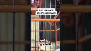 Download lagu Prenjak Jantan Gacor Terbaru‼️ Sekali Putar Auto Nyaut #kicaumania #prenjaktarung mp3