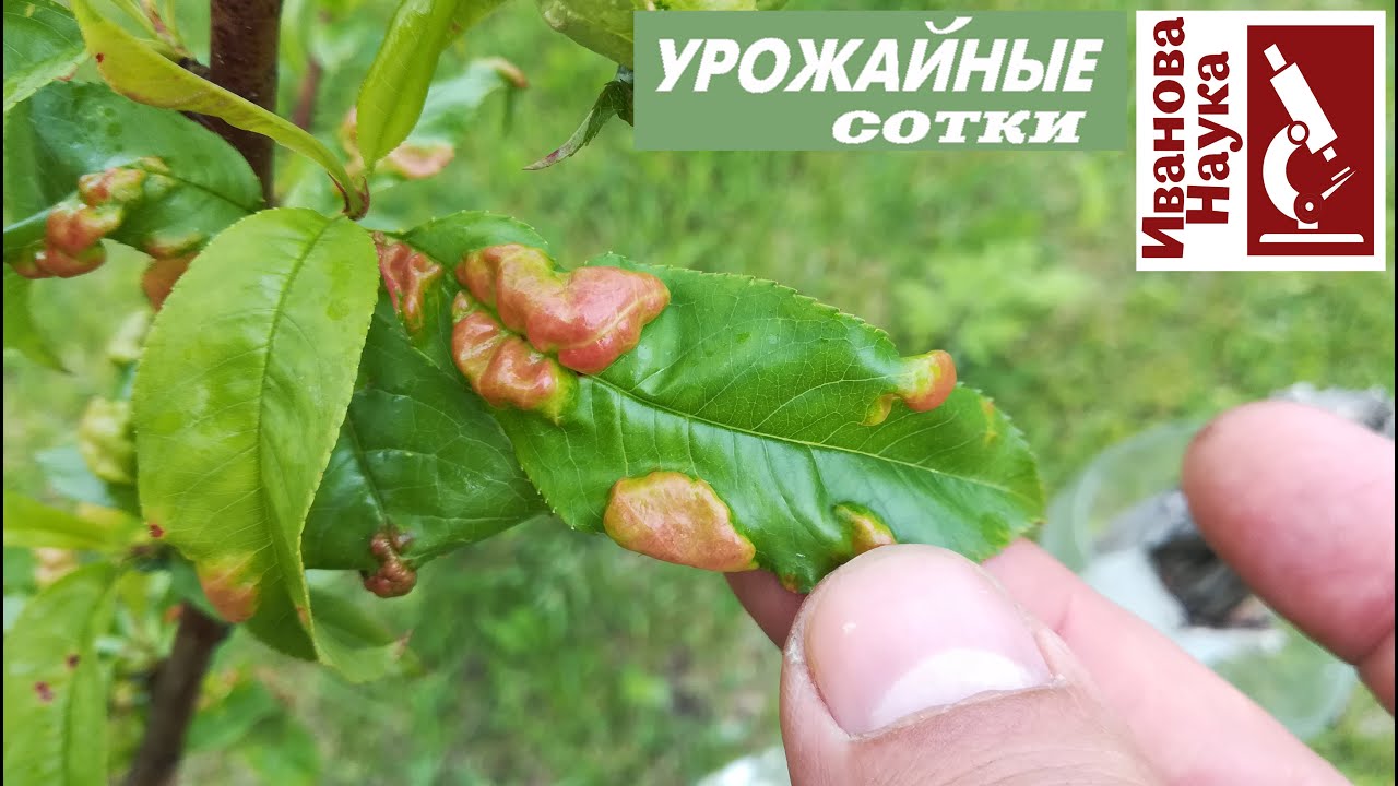 От курчавости листьев на персике препараты. От курчавости листьев на персике препараты. Курчавость листьев персика препараты. Препараты от курчавости листьев на персике. Курчавость персика методы борьбы препараты.