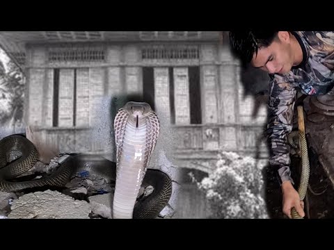 ANG NAKAKAKILABOT NA MISHON NI COBRA PRINCE