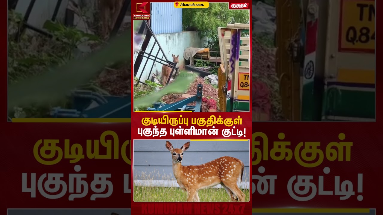 குடியிருப்பு பகுதிக்குள் புகுந்த புள்ளிமான் குட்டி! | Sivaganga | Deer | Kumudam News | #shorts
