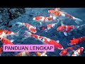 Cara Budidaya Ikan Hias Koi