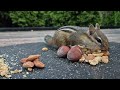 Good Morning Chipmunk ️