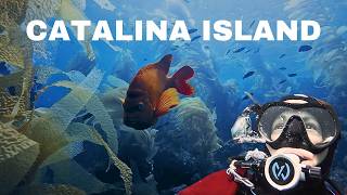 Kelp forest diving in Southern California