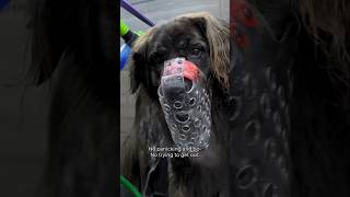 Brushing by Coat Type: Short, Double, Curly & Silky Fur