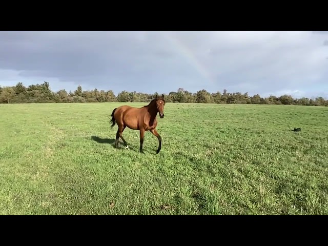 Potranca Lusitano En venta 2025 Bayo por Pablo du chalet