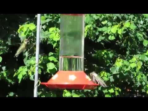 Hummingbirds Feeding - Fall Migration 2014 - Coastal Texas