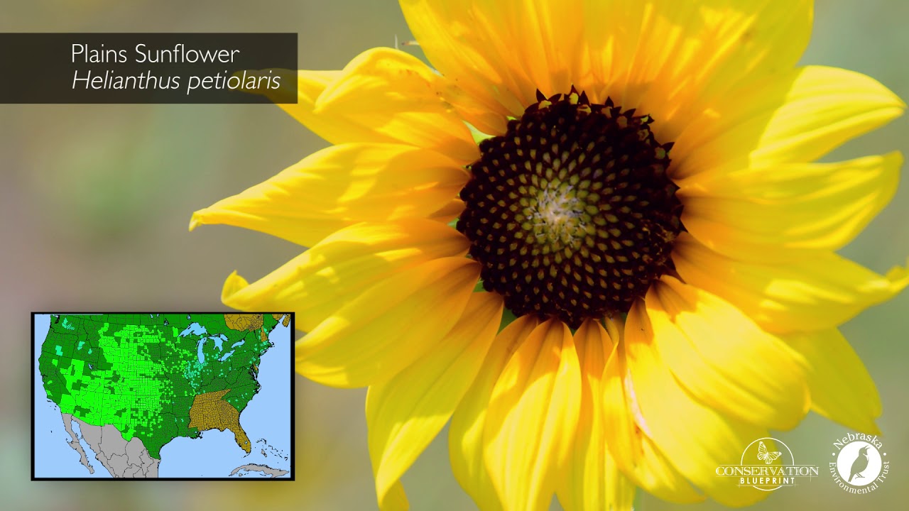 Pollinator Plant Profile: Sunflowers