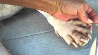 Nzymes detox sunnyboy