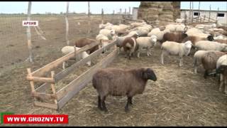 В Чечне значительно увеличилось производство мяса, молока и яиц