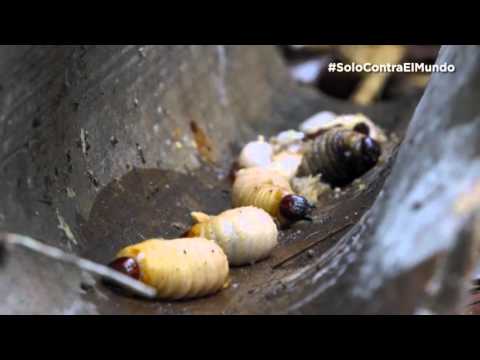 Solo Contra El Mundo | Nuevos tips de  supervivencia | Nat Geo