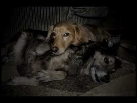 "Chromolę" Wojciech Waglewski