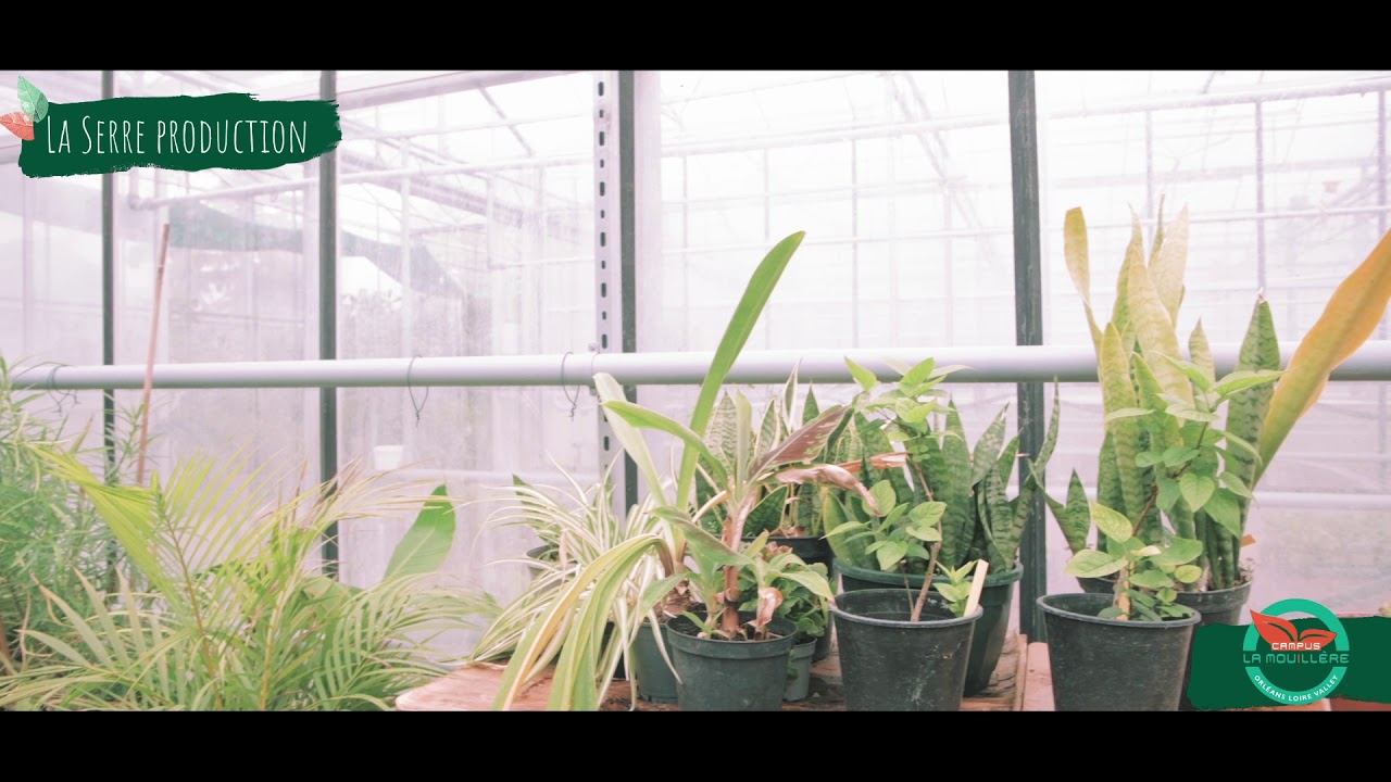 Serres de production