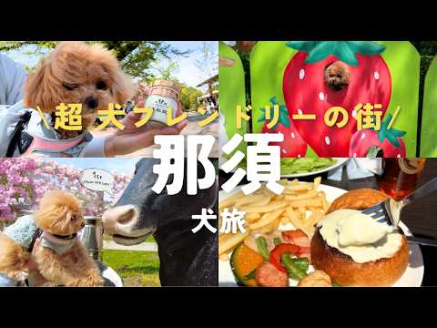 犬OKが多すぎる！ドッグフレンドリーな那須🍆千本松牧場・チーズガーデン・竜化の滝・アウトレット