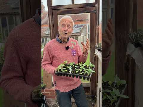 Propagate Like a Pro: 3 Essential Tips