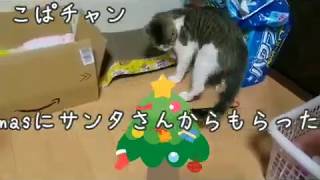 【子猫】part33ちょこの普段の様子🐈️