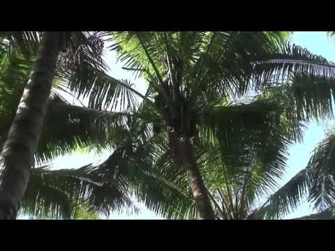 E.O.F.T. 10/11 - 300 Days - Trailer