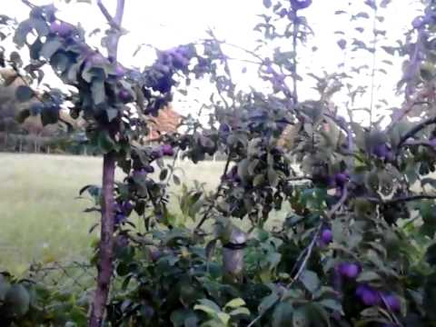 Sljive dubrave 23.07.2014