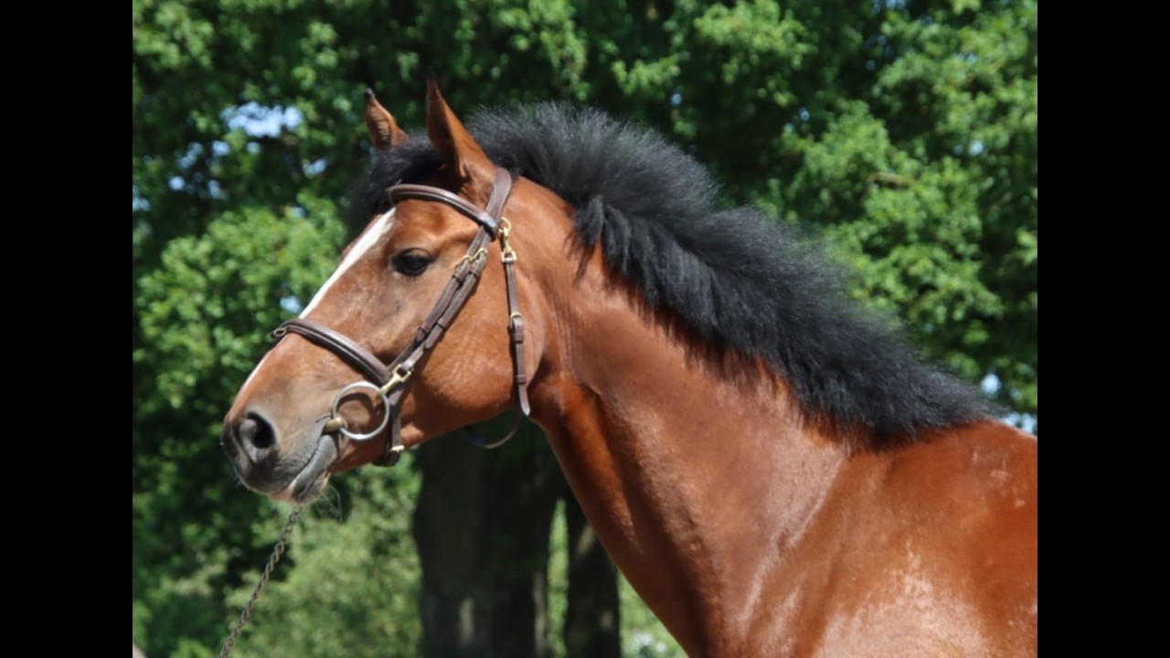 Nevada Z(+Cascais Junior DG) ☆☆ (NIXON VAN'T MEULENHOF x CORMINT) video 2